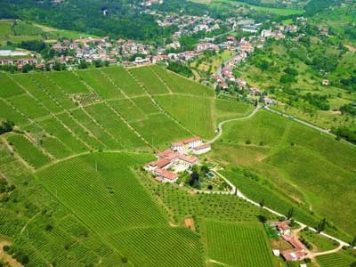 le vigne del moscato di scanzo